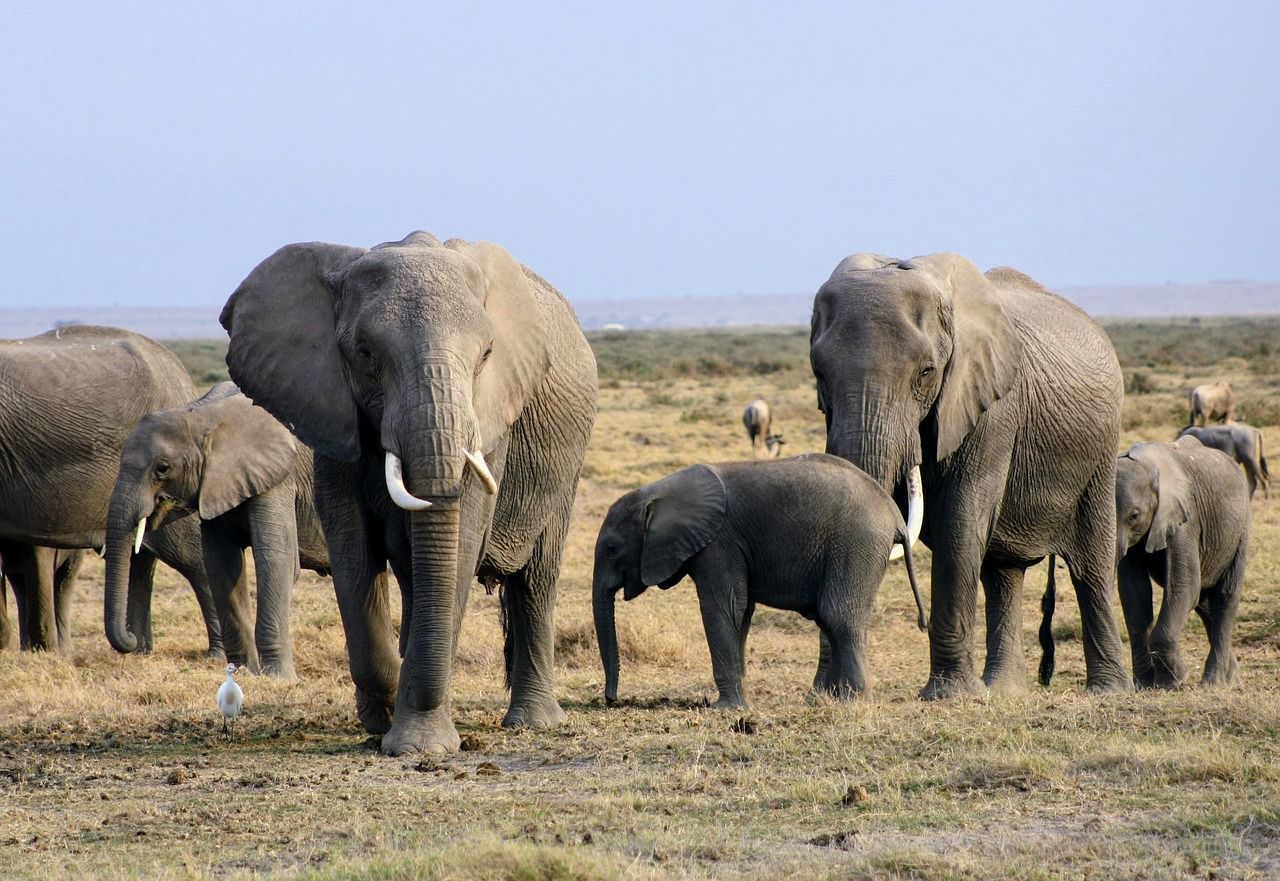 UGANDA & KENYA SAFARI